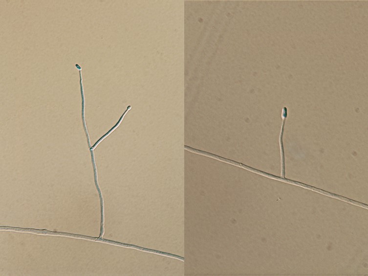 Cordyceps chiangdaoensis